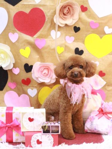 20230210ソフィちゃん